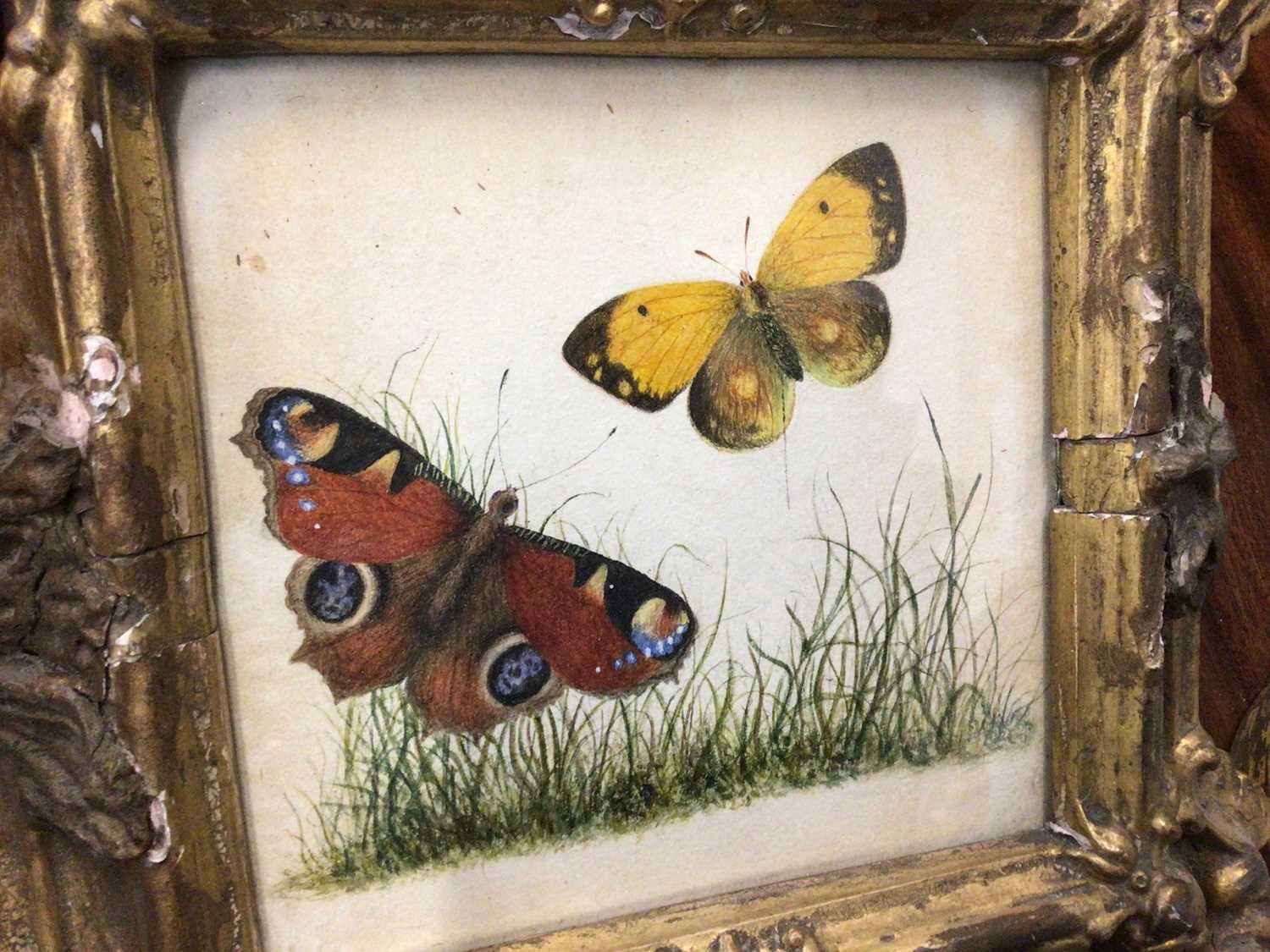 Lot 23 - Hand-painted picture of two butterflies in gilt frame