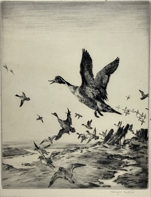 Lot 18 - Winifred Austen (1876-1964), two signed etchings, wildfowl in flight, 26cm x 20cm and 21cm x 29cm, mounted