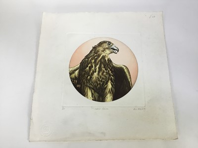 Lot 8 - Alex MacKay, contemporary, group of five signed etchings of owls and a falcon, each with artists blindstamp, largest 39cm x 38cm, unframed