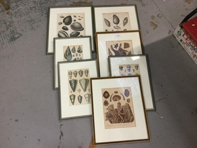 Lot 513 - Group of decorative conchology prints, in glazed frames. (7)