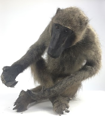 Lot 951 - Baboon (Papio hamadryas ursinus) full mount sat cross-legged with outstretched arms. 51cm high