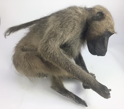 Lot 951 - Baboon (Papio hamadryas ursinus) full mount sat cross-legged with outstretched arms. 51cm high