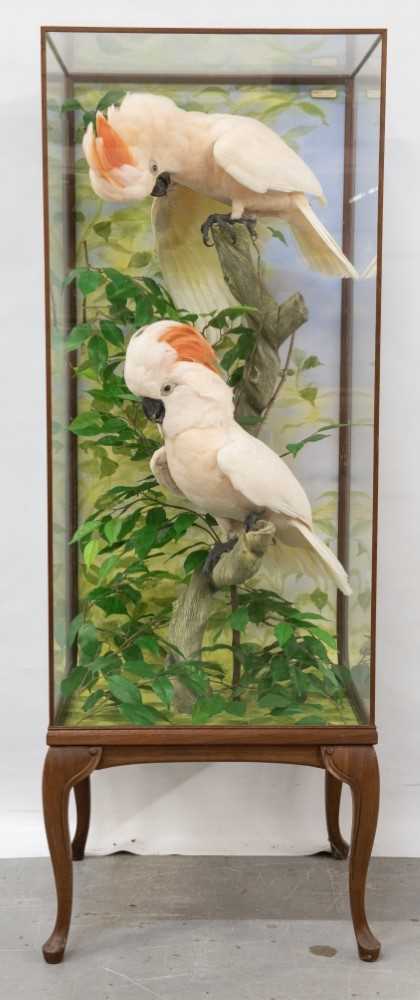 Lot 966 - A fine taxidermy display, cased pair of Moluccan Cockatoos (Cacatua Moluccensis), mounted on branches in naturalistic setting, prepared by Steve Massam, in glazed case on cabriole legs, 45cm deep x...