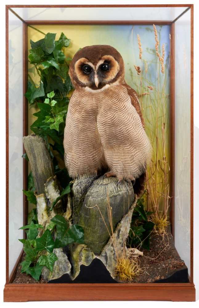 Lot 967 - A fine taxidermy display, cased Brown Wood Owl (Stix Leptogrammica), mounted in naturalistic setting, prepared by Steve Massam, label verso, in glazed case, 30cm deep x 45cm wide x 70cm high.
