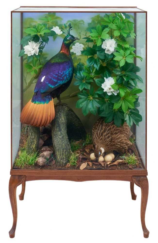 Lot 968 - A fine taxidermy display, pair of Himalayan Monal Pheasants (Lophophorus Impejanus) with a nest of eggs, mounted in naturalistic setting, prepared by Steve Massam, label verso dated November 1997,...