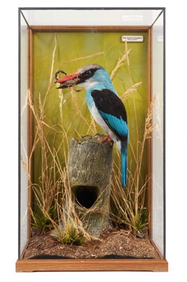 Lot 969 - A fine taxidermy display, cased Blue-Breasted Kingfisher (Halcyon Malimbica) with scorpion in its beak, mounted in naturalistic setting, prepared by Steve Massam, label verso dated 4th March 1993,...
