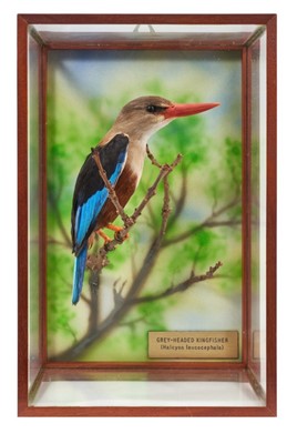 Lot 970 - A taxidermy display, cased Grey-Headed Kingfisher (Halcyon Leucocephala), mounted in naturalistic setting, prepared by Steve Massam, dated 1989, in glazed case, 15.5cm deep x 20cm wide x 30cm high.