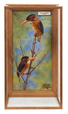 Lot 971 - A taxidermy display, cased pair of Pygmy Kingfishers (Ceyx Picta), mounted in naturalistic setting, prepared by Steve Massam, dated 19th December 1992, in glazed case, 10.5cm deep x 16cm wide x 28c...