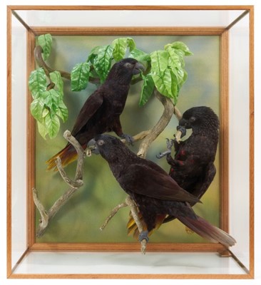 Lot 972 - A taxidermy display, cased trio of Black Lorys (Chalcopsitta Atra), mounted in naturalistic setting, prepared by Steve Massam, dated 11th February 1991, in glazed case, 27cm deep x 45cm wide x 50cm...