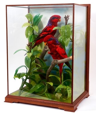Lot 973 - A fine taxidermy display, cased pair of Blue-Streaked Lorys (Eos Reticulata), mounted in naturalistic setting, prepared by Steve Massam, dated 5th December 1986, in glazed case, 30cm deep x 41cm wi...