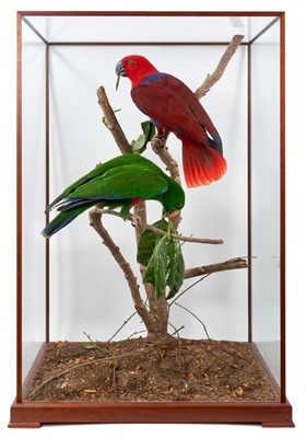 Lot 974 - A fine taxidermy display, cased pair of Eclectus Parrots (Eclectus Roratus) mounted in naturalistic setting, prepared by Steve Massam, in glazed case, 45cm deep x 55cm wide x 80cm high.