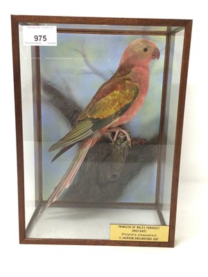 Lot 975 - A taxidermy display, cased Princess of Wales Parakeet (Polytelis Alexandrae) mounted in naturalistic setting, prepared by Steve Massam, in glazed case, 14cm deep x 22cm wide x 30cm high.