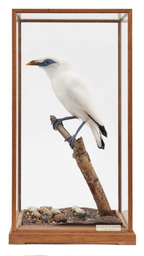 Lot 976 - A taxidermy display, cased Rothschild's Mynah (Leucopsar Rothschildi) mounted in naturalistic setting, prepared by Steve Massam, dated 23rd November 1982, in glazed case, 15cm deep x 20cm wide x 37...