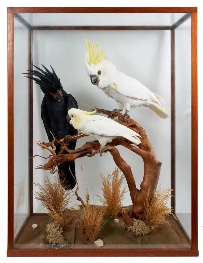 Lot 977 - A fine taxidermy display, cased trio of Cockatoos comprising a Palm Cockatoo (Probosciger Aterrimus), A10 624069/01, a Sulphur-Crested Cockatoo (Cacatua Sulphurea) A10 624070/01 and a Triton Cockat...