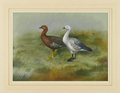 Lot 978 - Philip Rickman (1891-1982) watercolour and gouache - Pair of Magellan Geese, signed and dated 1962, 29cm x 40cm, in glazed frame