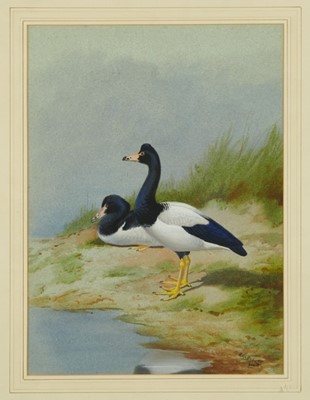 Lot 981 - Philip Rickman (1891-1982) watercolour and gouache - Pair of Magpie Geese, signed and dated 1962, 39cm x 29cm, in glazed frame