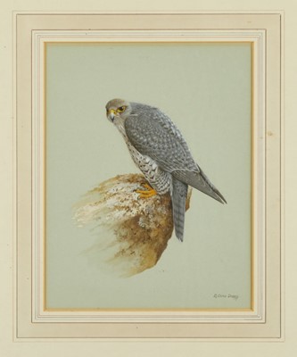 Lot 984 - R. David Digby (b.1936) watercolour - A Gyrfalcon, signed, 31cm x 24cm, in glazed gilt frame