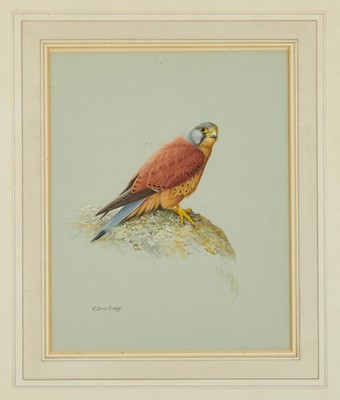 Lot 985 - R. David Digby (b.1936) watercolour - A Kestrel, signed, 31cm x 24cm, in glazed gilt frame