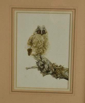 Lot 986 - Bryan Reed (b.1934) watercolour - Owl Chick, signed and dated 1980, 30cm x 21cm, in glazed gilt frame