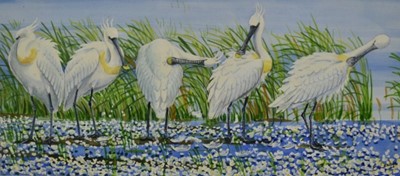 Lot 993 - Ernest Leahy (b.1942) watercolour - Dalmatian Pelicans, signed, 29cm x 39cm, another, Grebe Family, 9cm x 48cm and Spoonbills, 20cm x 45cm, each in glazed frame (3)