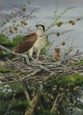 Lot 994 - Ernest Leahy (b.1942) watercolour - Osprey and Chick, signed, inscribed verso, 51cm x 36cm, in glazed frame