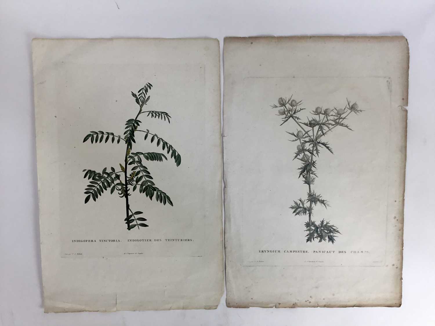 Lot 62 - After Redoute by Langlois - a pair of coloured botanical engravings