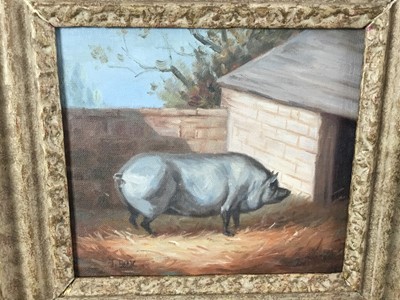 Lot 92 - J. Box oil on canvas laid on board - a prize pig, signed, 20cm x 23cm, framed
