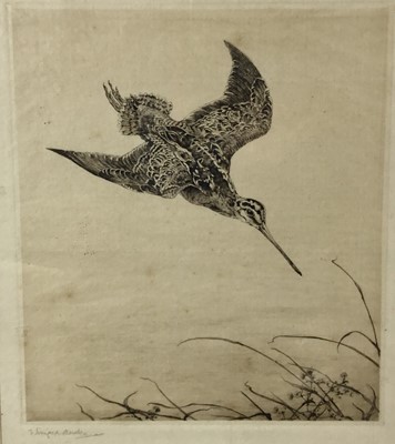 Lot 94 - Winifred Austen (1876-1964) etching of a snipe, signed in pencil, framed and glazed