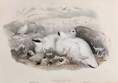 Lot 193 - Late Victorian coloured lithograph - Lagopus Mutus, Ptarmigan in winter plumage, by J. Wolf and H.C. Richter, engraved by Walter  & Cohn., 35.5cm x 52cm, mounted