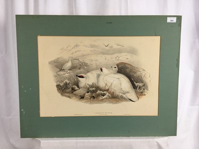Lot 193 - Late Victorian coloured lithograph - Lagopus Mutus, Ptarmigan in winter plumage, by J. Wolf and H.C. Richter, engraved by Walter  & Cohn., 35.5cm x 52cm, mounted