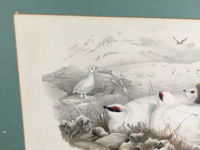 Lot 193 - Late Victorian coloured lithograph - Lagopus Mutus, Ptarmigan in winter plumage, by J. Wolf and H.C. Richter, engraved by Walter  & Cohn., 35.5cm x 52cm, mounted