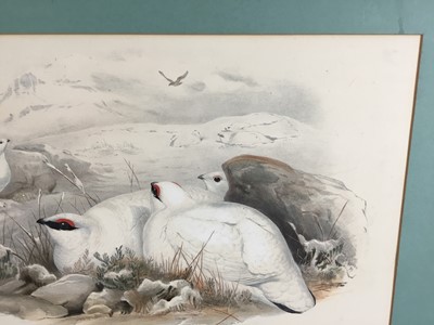 Lot 193 - Late Victorian coloured lithograph - Lagopus Mutus, Ptarmigan in winter plumage, by J. Wolf and H.C. Richter, engraved by Walter  & Cohn., 35.5cm x 52cm, mounted