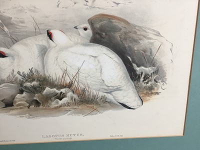 Lot 193 - Late Victorian coloured lithograph - Lagopus Mutus, Ptarmigan in winter plumage, by J. Wolf and H.C. Richter, engraved by Walter  & Cohn., 35.5cm x 52cm, mounted