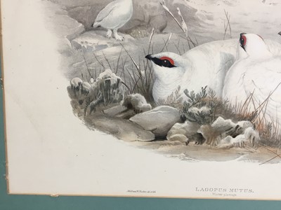 Lot 193 - Late Victorian coloured lithograph - Lagopus Mutus, Ptarmigan in winter plumage, by J. Wolf and H.C. Richter, engraved by Walter  & Cohn., 35.5cm x 52cm, mounted