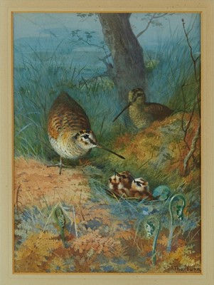 Lot 1029 - Archibald Thorburn (1860-1935) watercolour - Woodcock Family, signed, in glazed frame