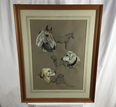 Lot 132 - Elizabeth Sharp - pastel and watercolour- studies of a horse and gun dogs, 'Dubonnet' 'Corny' and 'Cracks' signed and dated July 1982.