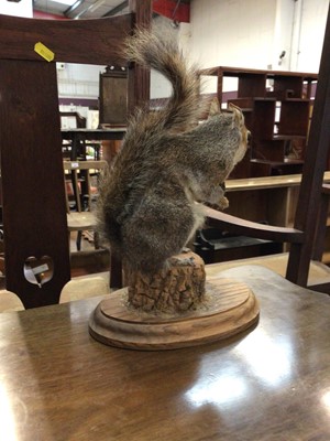 Lot 663 - A taxidermy squirrel holding a nut