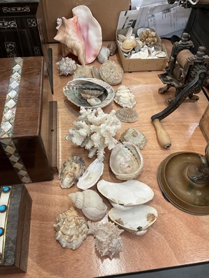 Lot 478 - Collection of seashells and coral