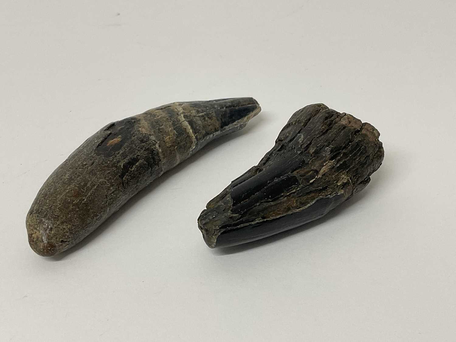 Lot 2500 - Two rare teeth from the Eurasian Cave Lion, found on the North Sea bed, dating from the Pleistocene era (40,000-20,000 BP)