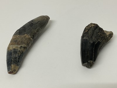 Lot 2500 - Two rare teeth from the Eurasian Cave Lion, found on the North Sea bed, dating from the Pleistocene era (40,000-20,000 BP)