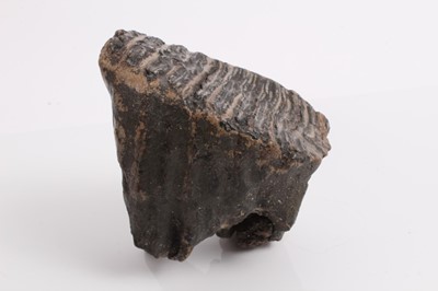 Lot 2401 - A woolly mammoth tooth, discovered on the North Sea bed