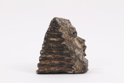 Lot 2402 - A woolly mammoth tooth, discovered on the North Sea bed