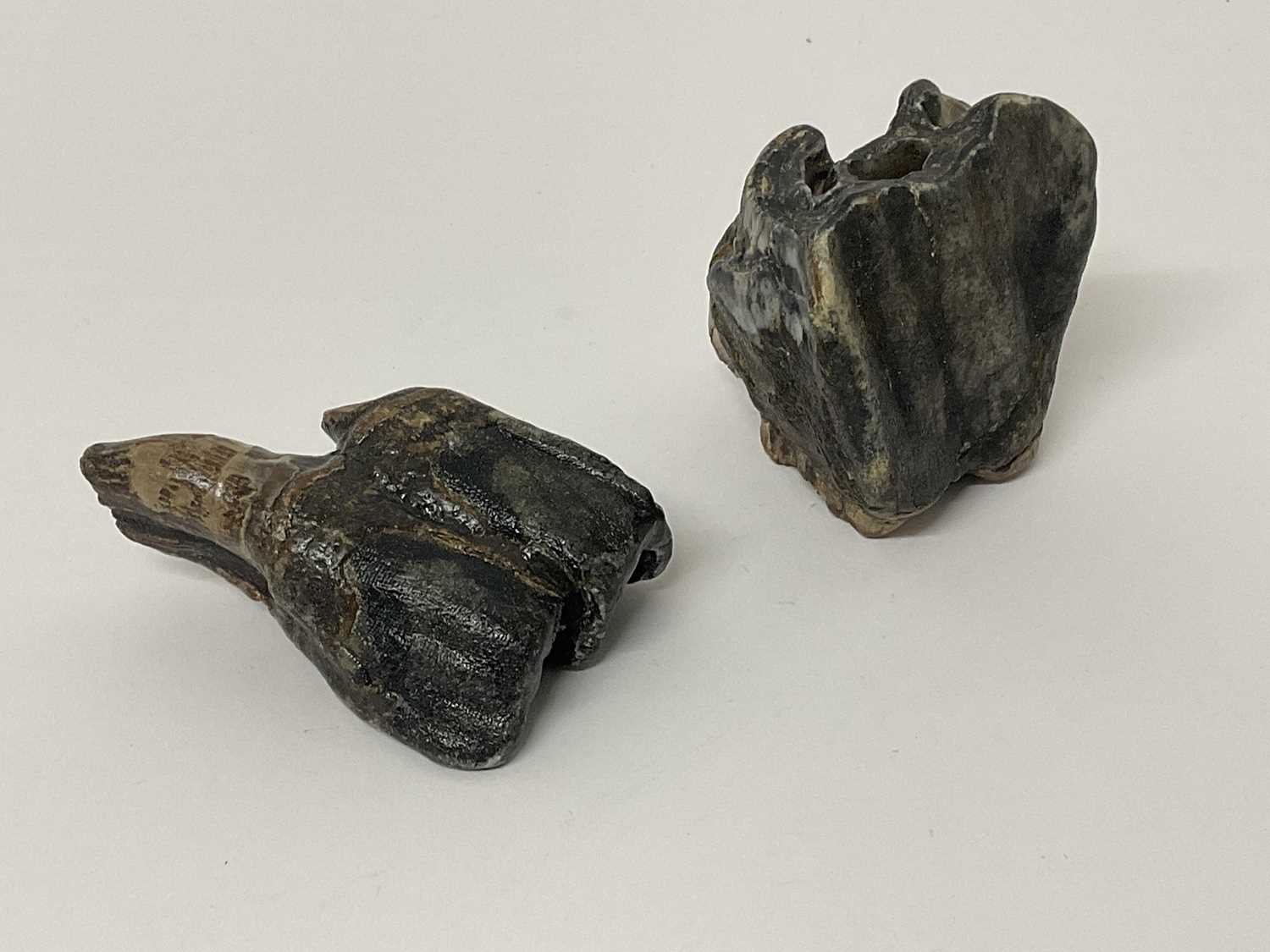 Lot 68 - Two woolly rhino teeth, discovered on the North Sea bed