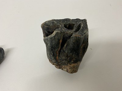 Lot 68 - Two woolly rhino teeth, discovered on the North Sea bed