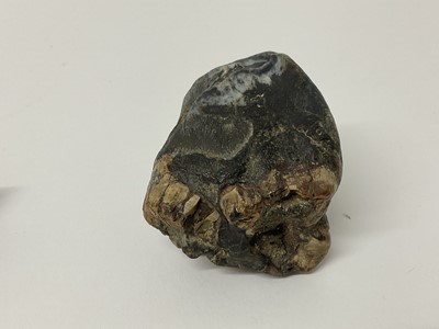 Lot 68 - Two woolly rhino teeth, discovered on the North Sea bed