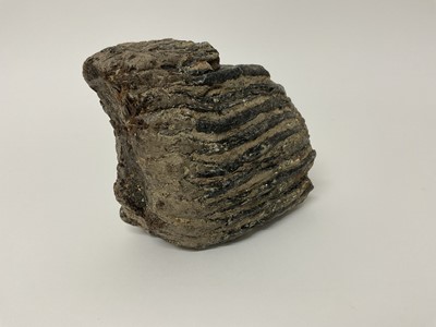Lot 58 - A large woolly mammoth tooth, discovered on the North Sea bed