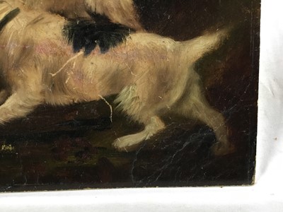 Lot 193 - Attributed to Edward Armfield oil on board, a pair, Terrier Dogs rabbiting