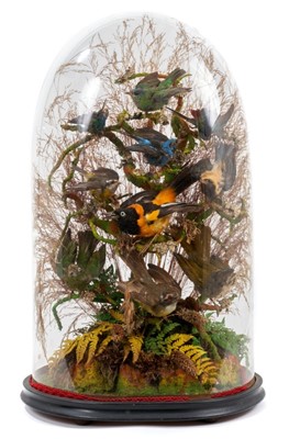 Lot 950 - Late Victorian display of ten birds of paradise within a naturalistic setting under a glass dome. 57cm high