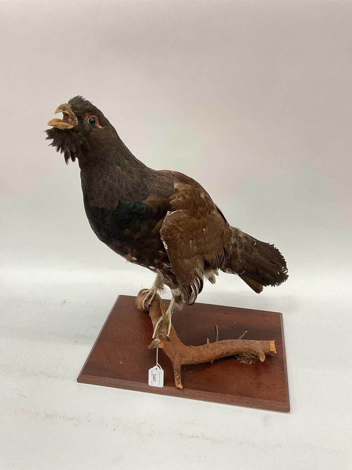 Lot 2487 - Taxidermy capercaillie on wooden base