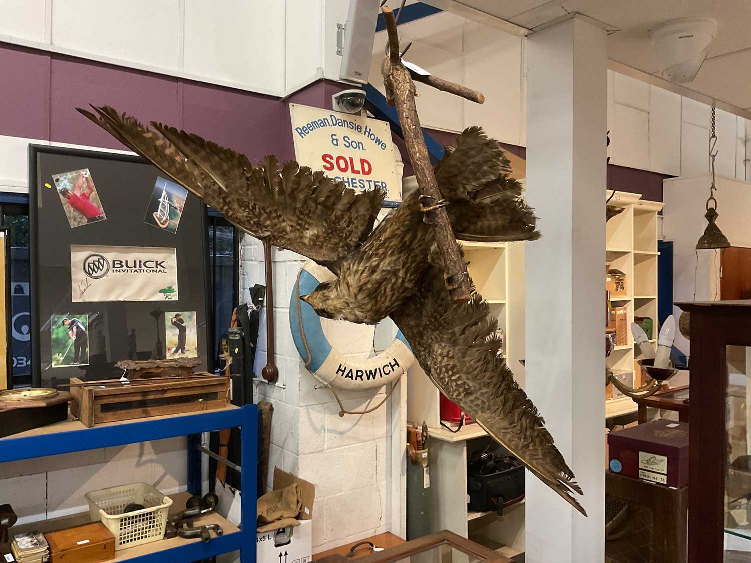 Lot 2488 - Taxidermy falcon